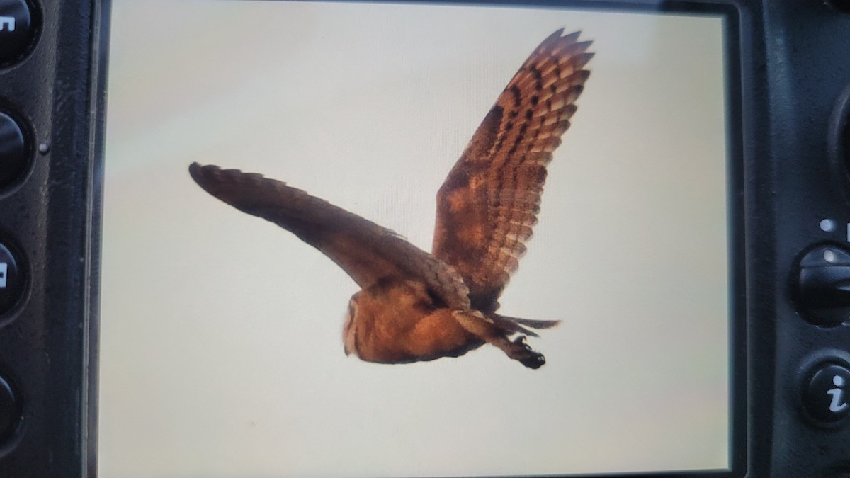 Australasian Grass-Owl - ML639907057