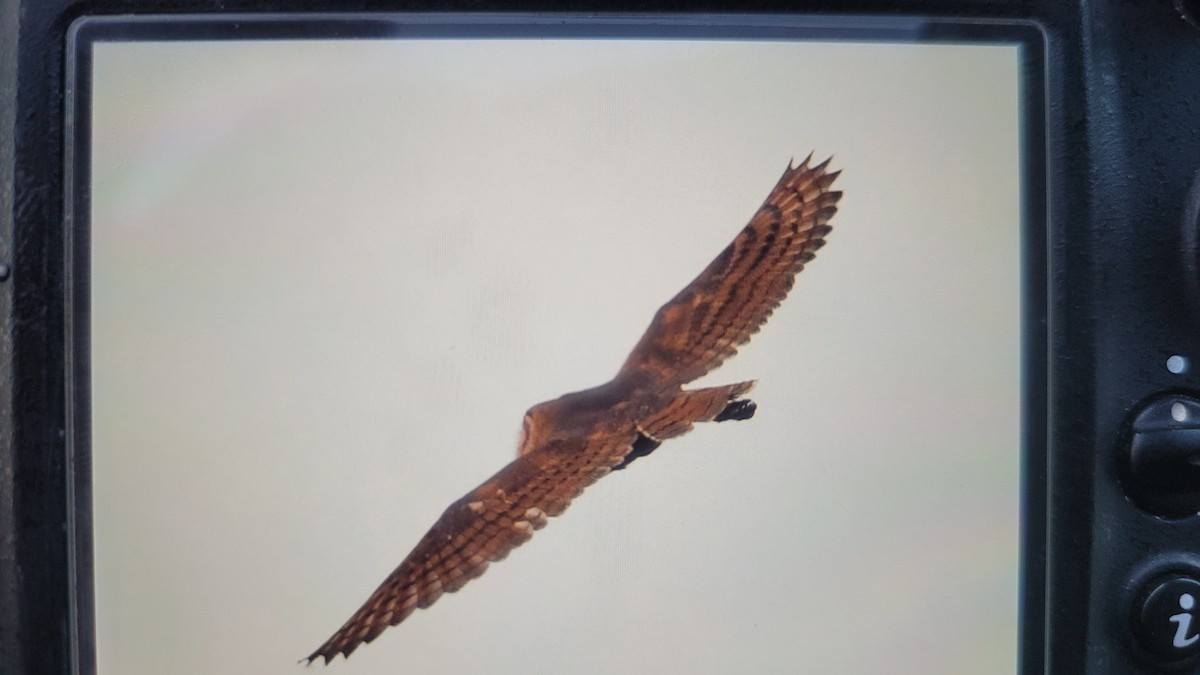 Australasian Grass-Owl - ML639907058