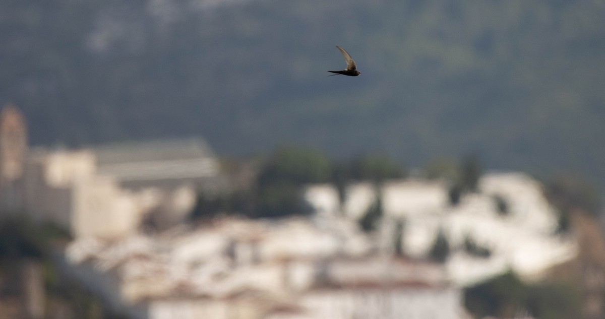 White-rumped Swift - ML639907094