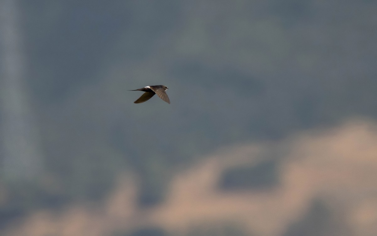 White-rumped Swift - ML639907096