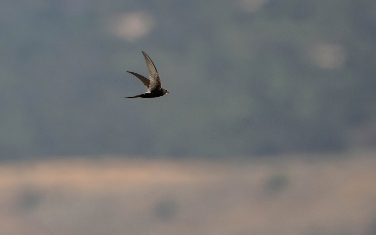 White-rumped Swift - ML639907097