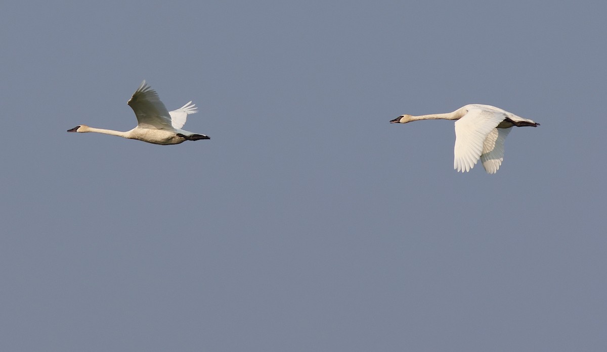 Cygne trompette - ML639907104