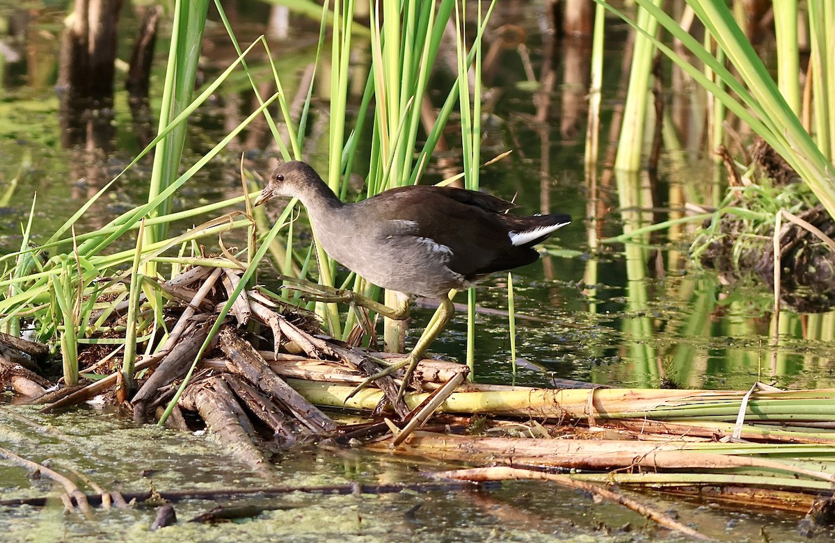 Gallinule d'Amérique - ML639907109