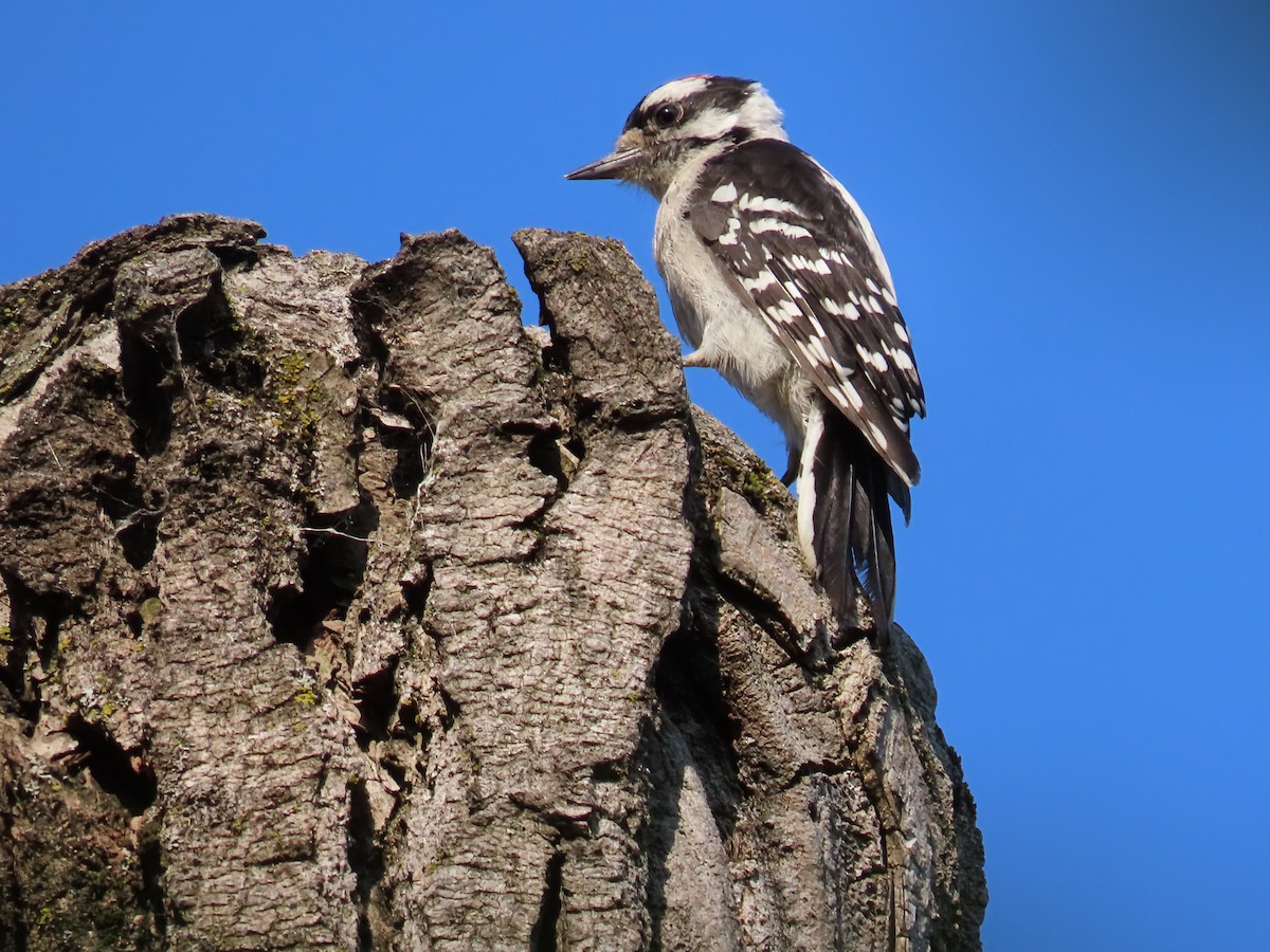 Downy Woodpecker - ML639907138