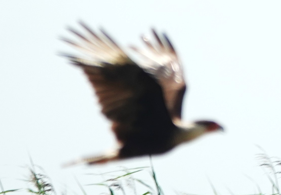 Caracara Carancho (norteño) - ML639907142