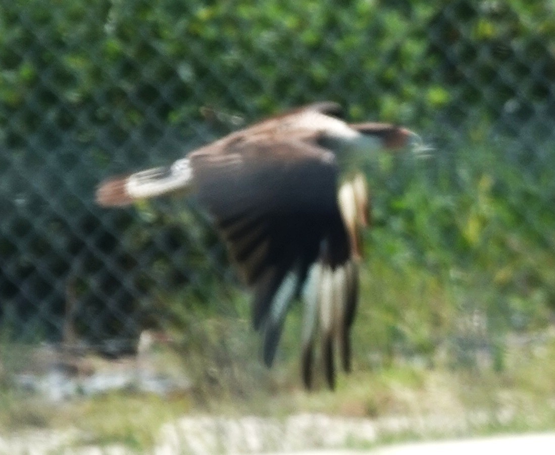 Caracara Carancho (norteño) - ML639907143