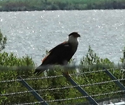 Caracara Carancho (norteño) - ML639907144