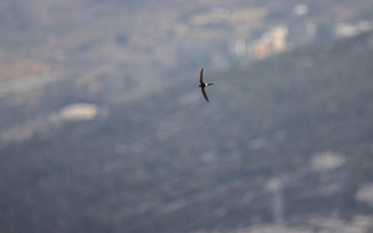 White-rumped Swift - ML639907146