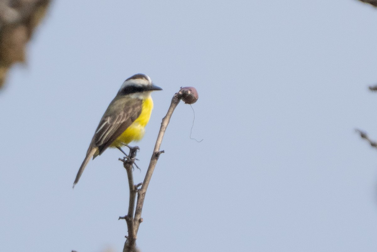 Social Flycatcher - ML639907148