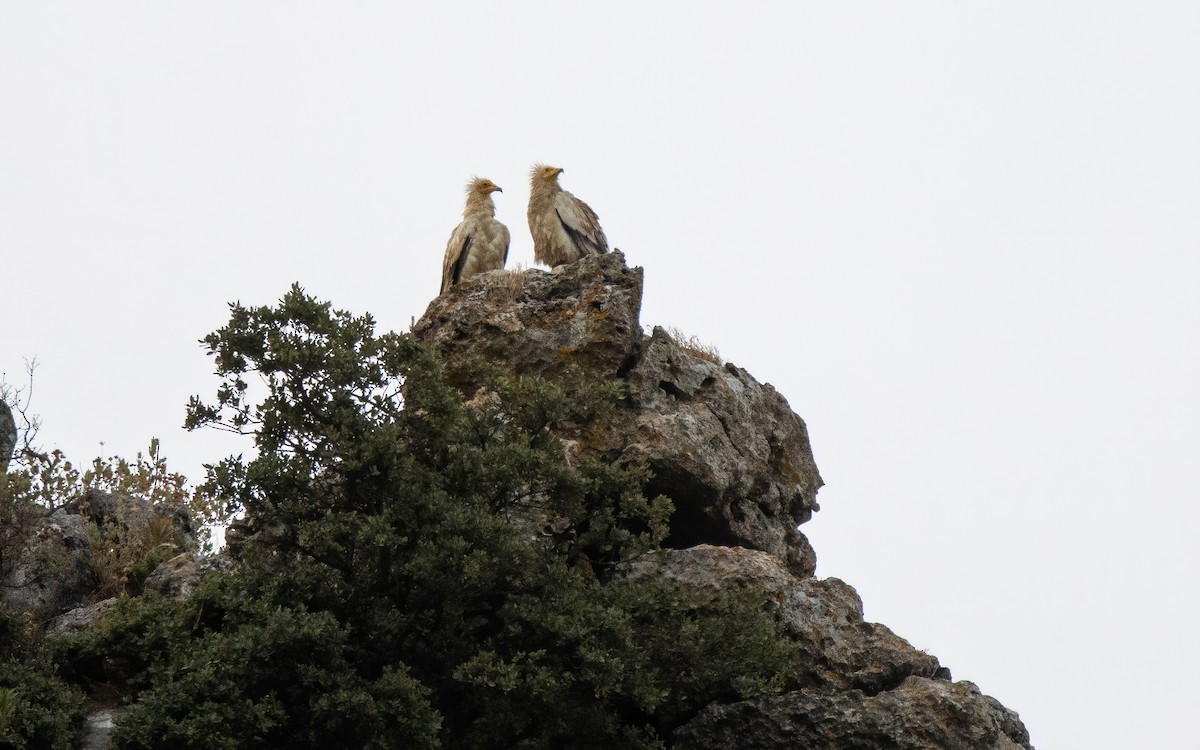 Egyptian Vulture - ML639907170