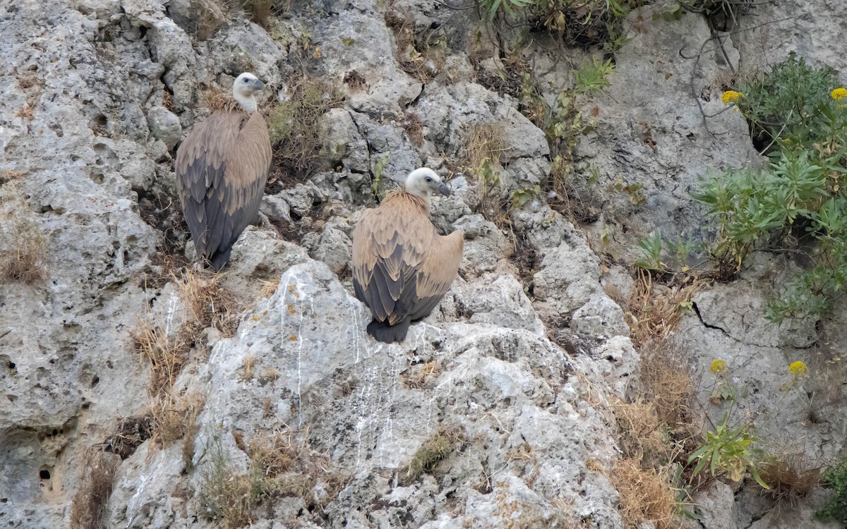 Eurasian Griffon - ML639907181