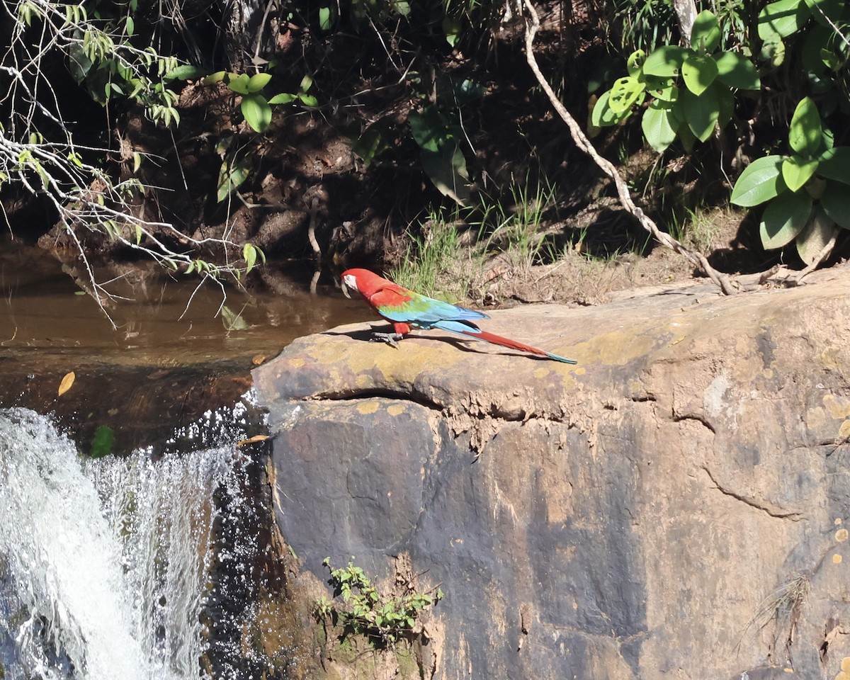 Red-and-green Macaw - ML639907197
