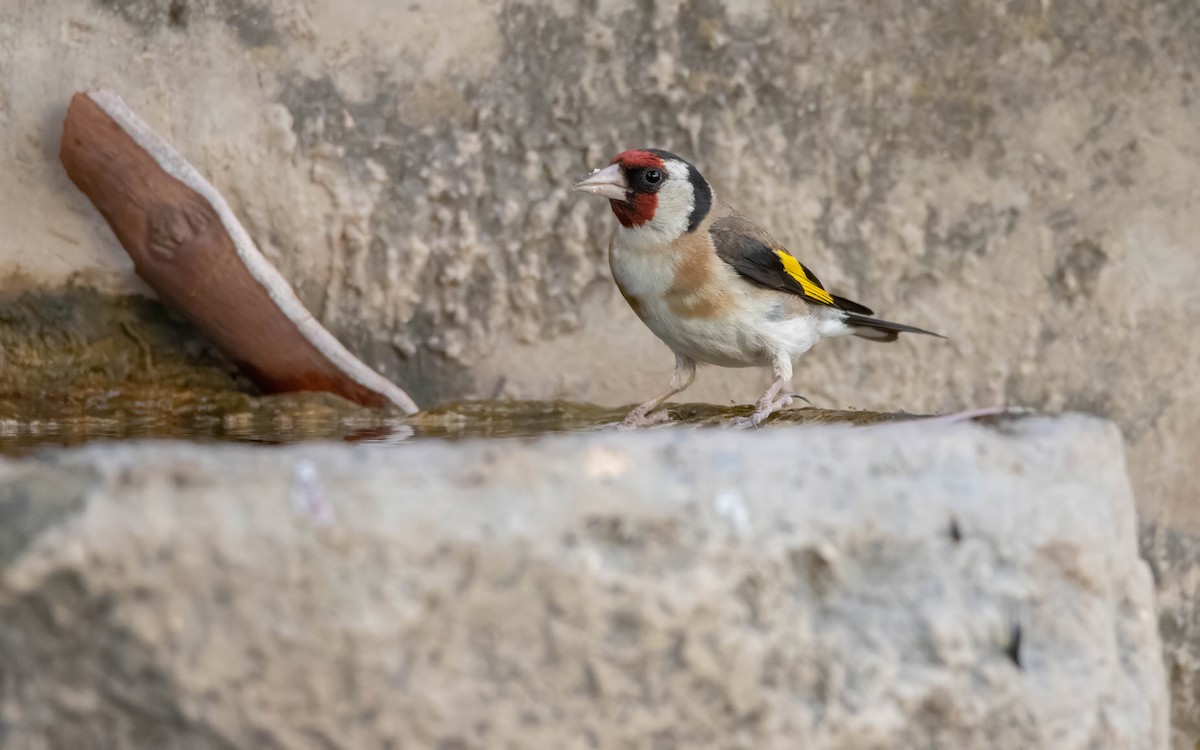 European Goldfinch - ML639907204