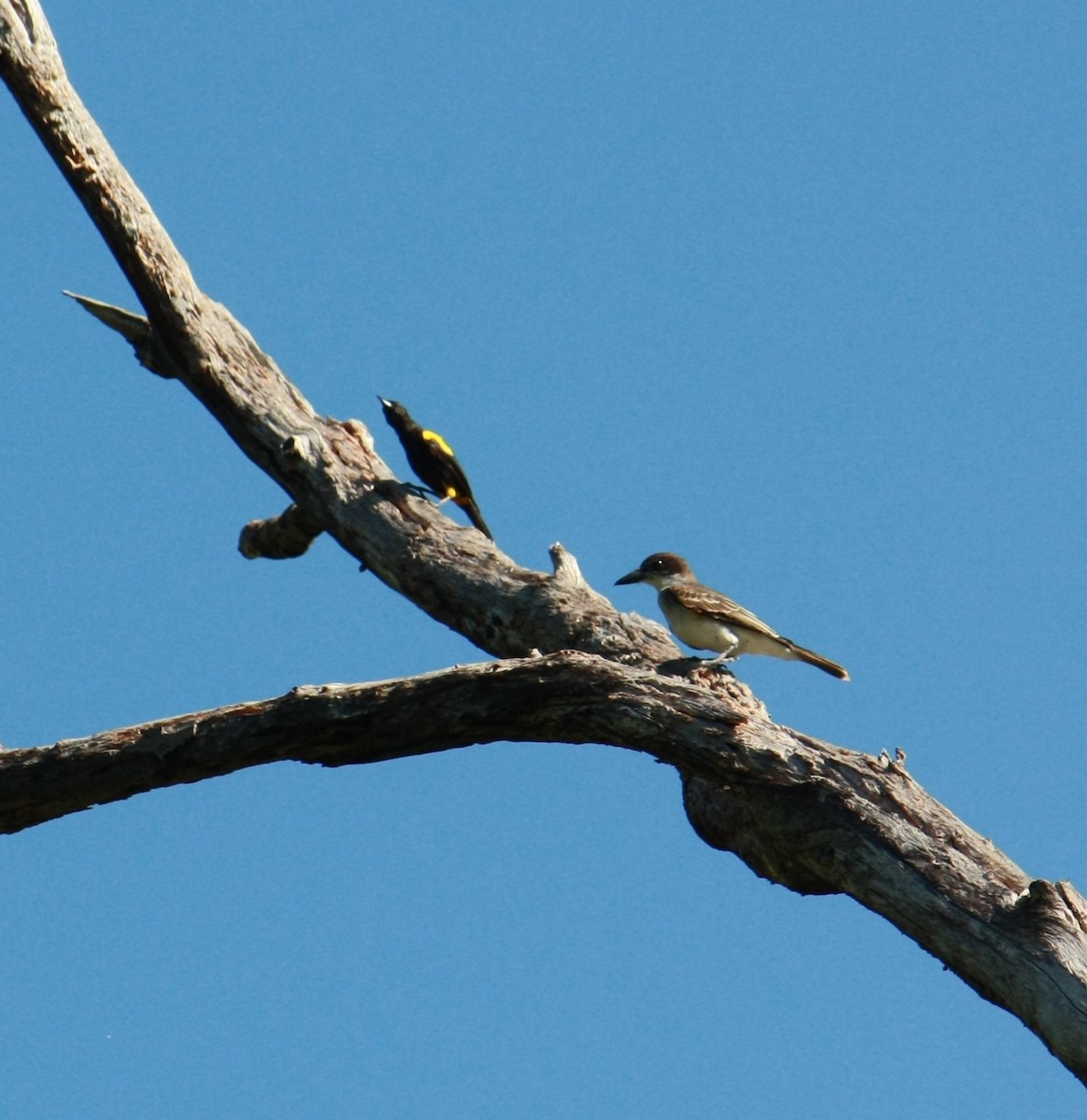 Giant Kingbird - ML639907205