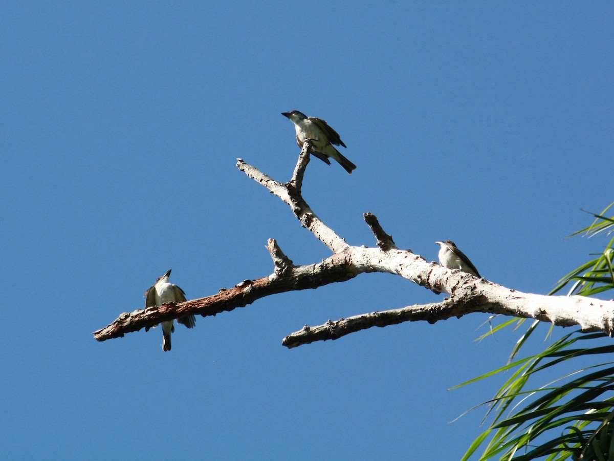 Giant Kingbird - ML639907206