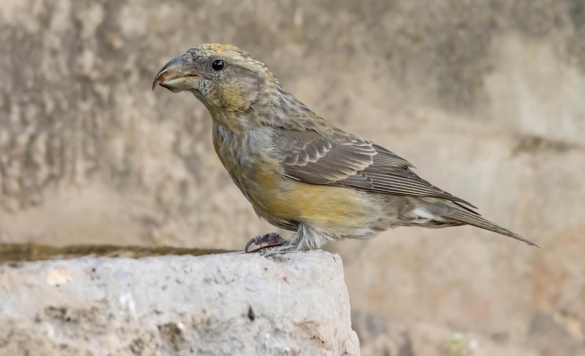 Red Crossbill - ML639907209