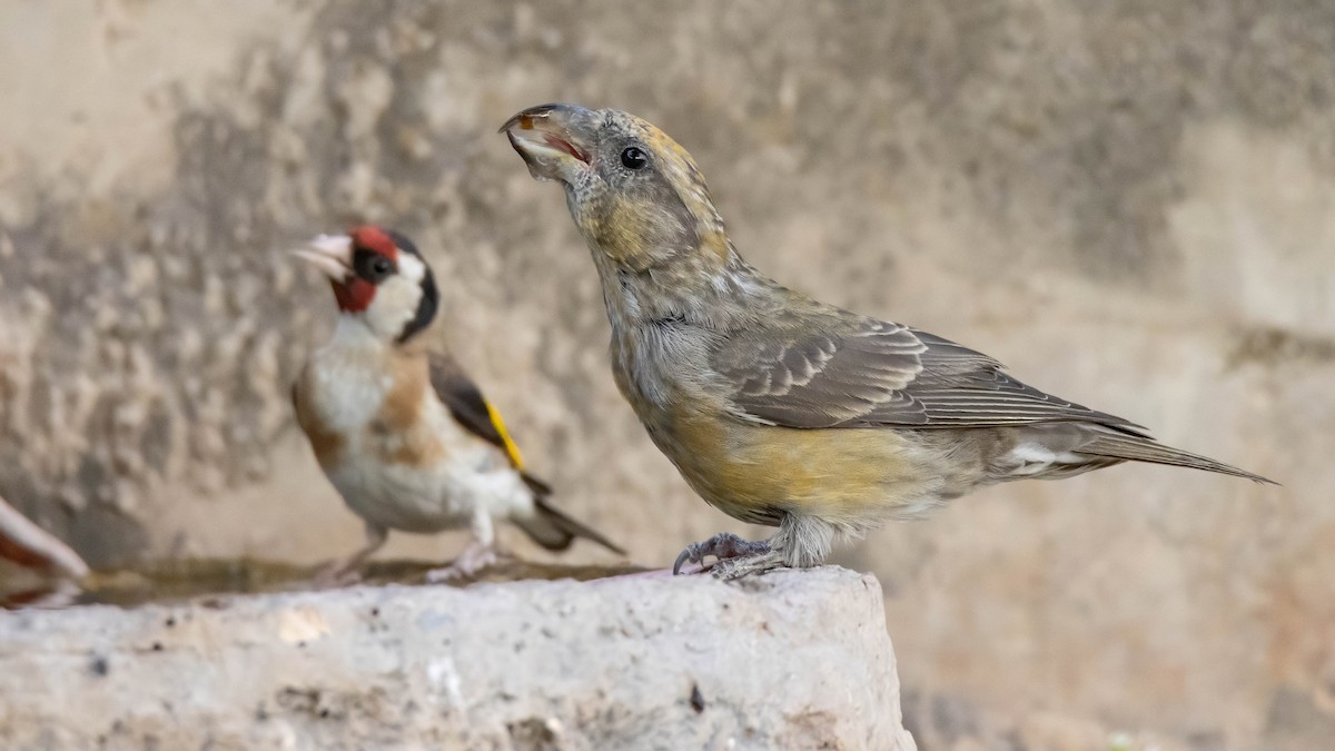 Red Crossbill - ML639907210