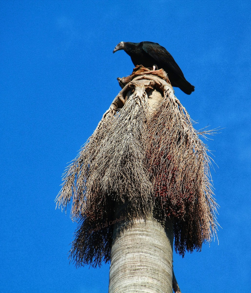 Turkey Vulture - ML639907213