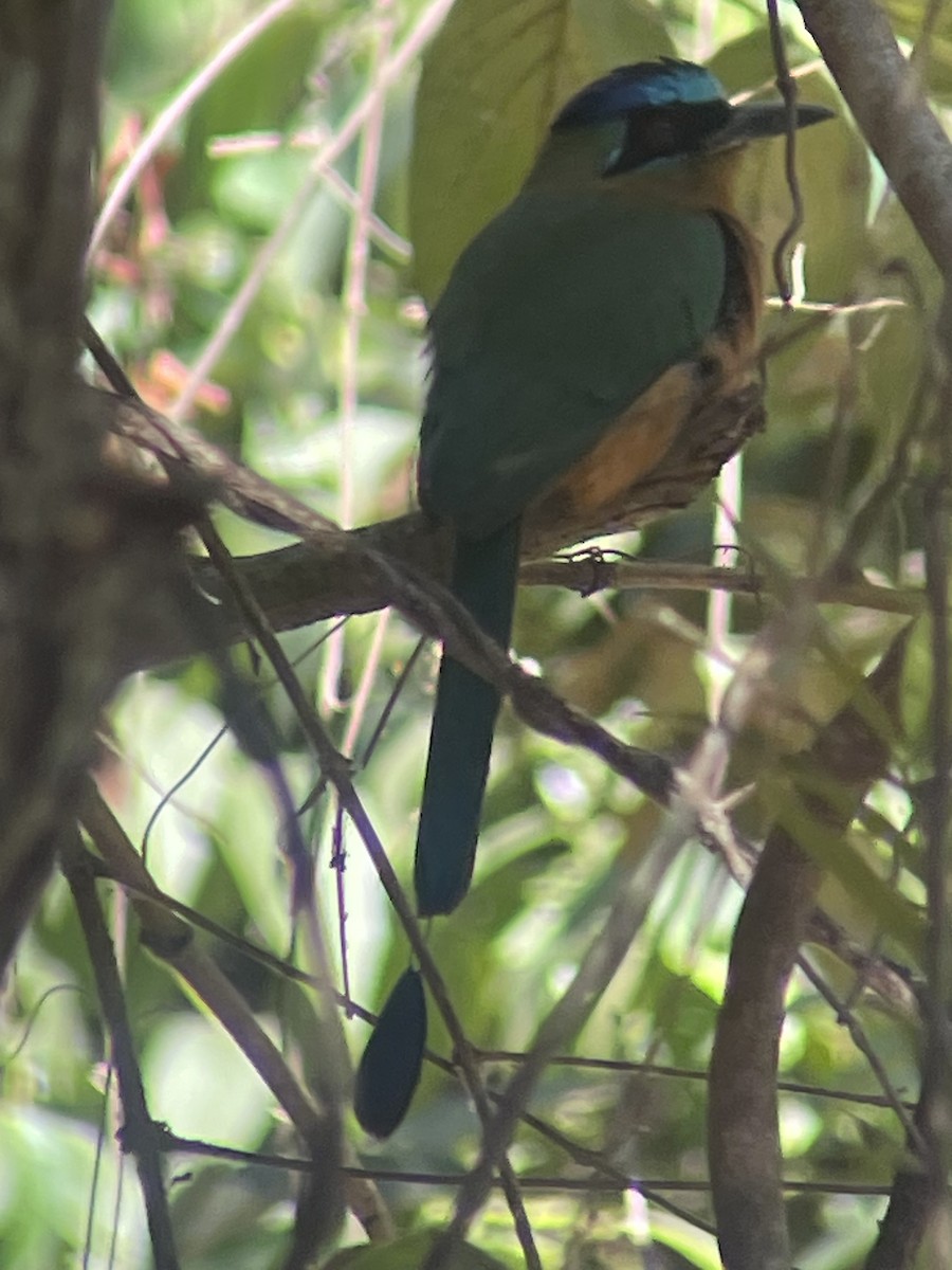 Amazonian Motmot - ML639907255