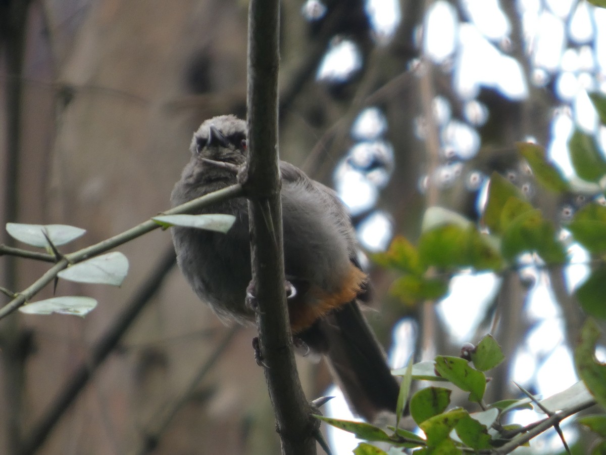 Abyssinian Catbird - ML639907287