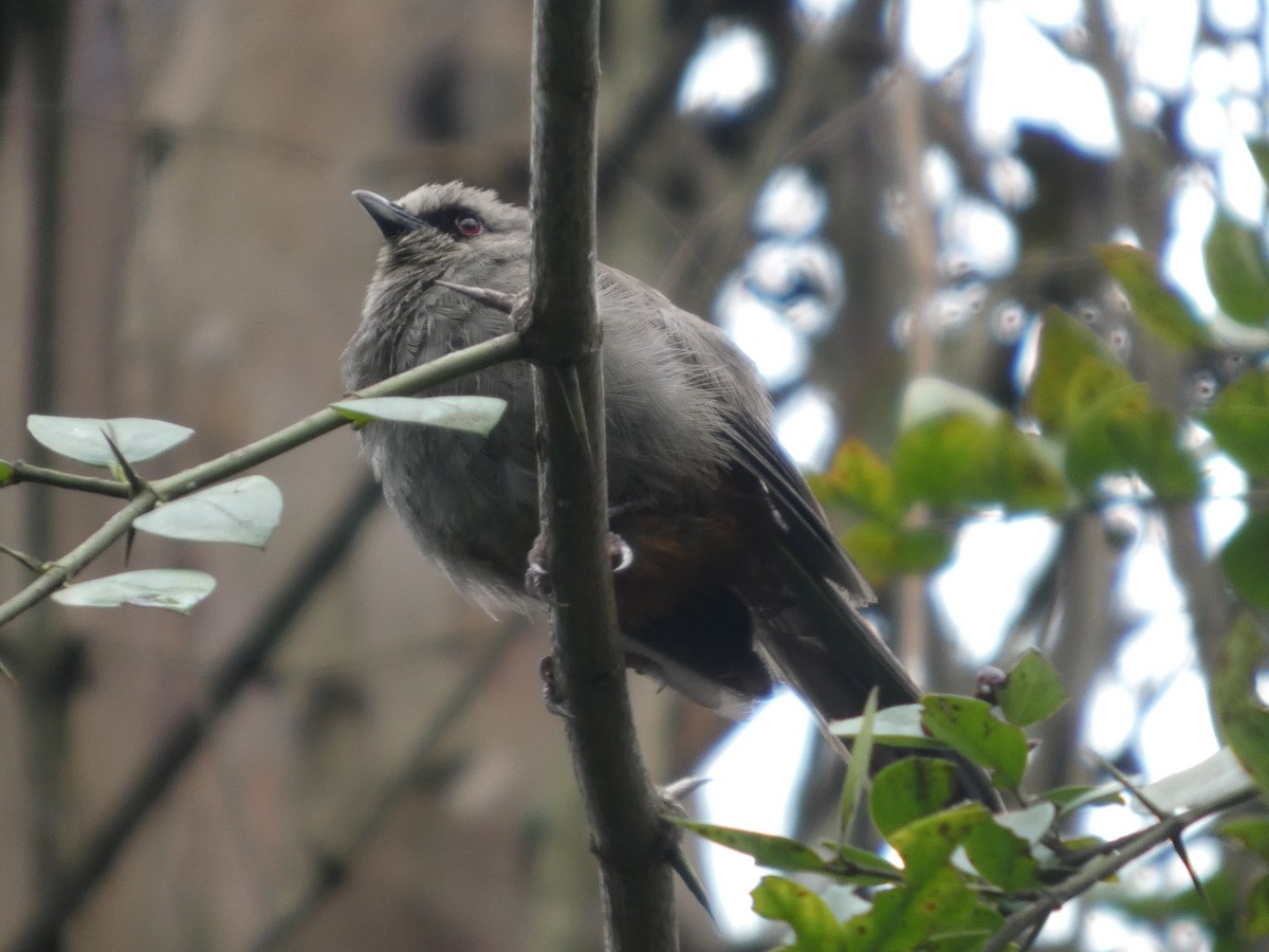 Abyssinian Catbird - ML639907291
