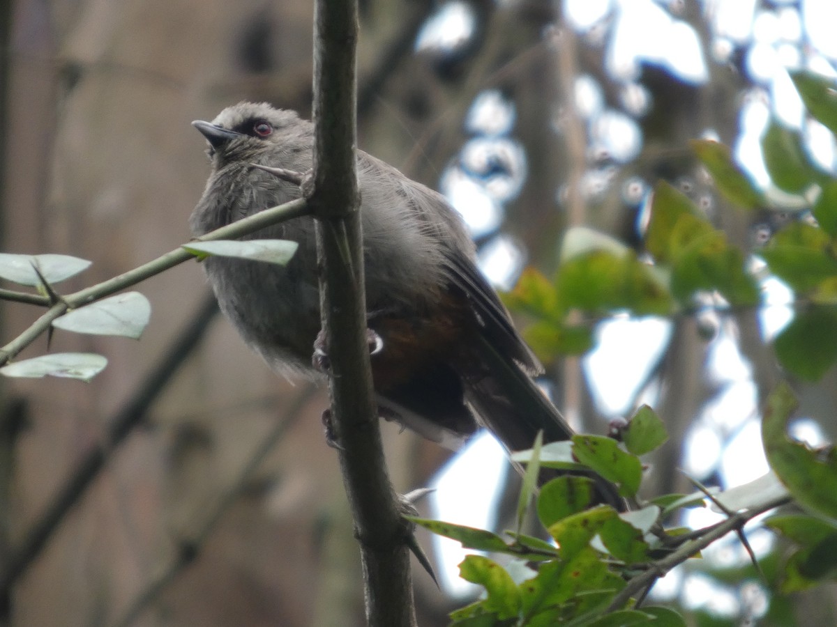 Abyssinian Catbird - ML639907292
