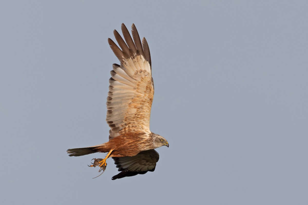 Western Marsh Harrier - ML639907310