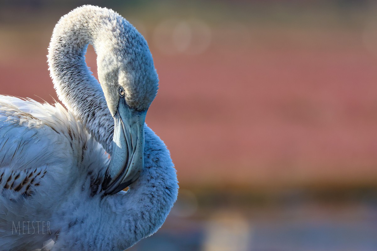 Greater Flamingo - ML639907316
