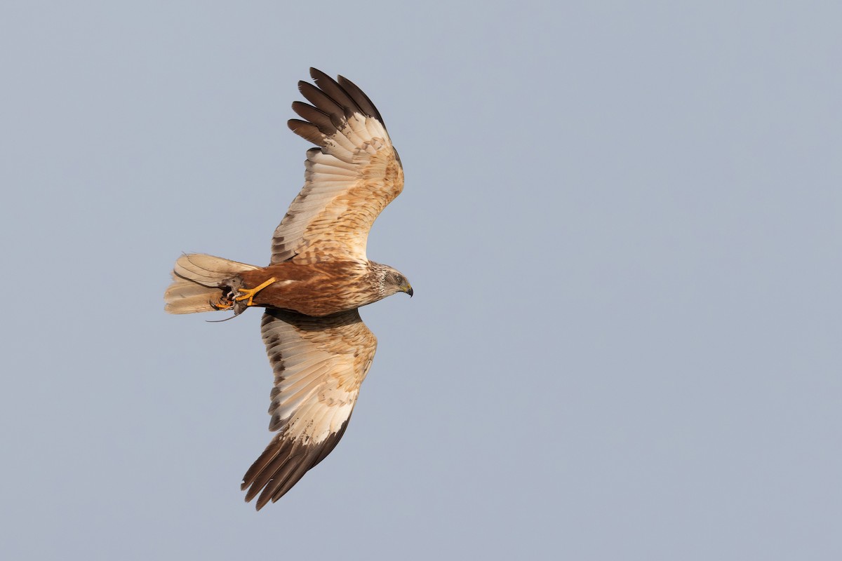 Western Marsh Harrier - ML639907326