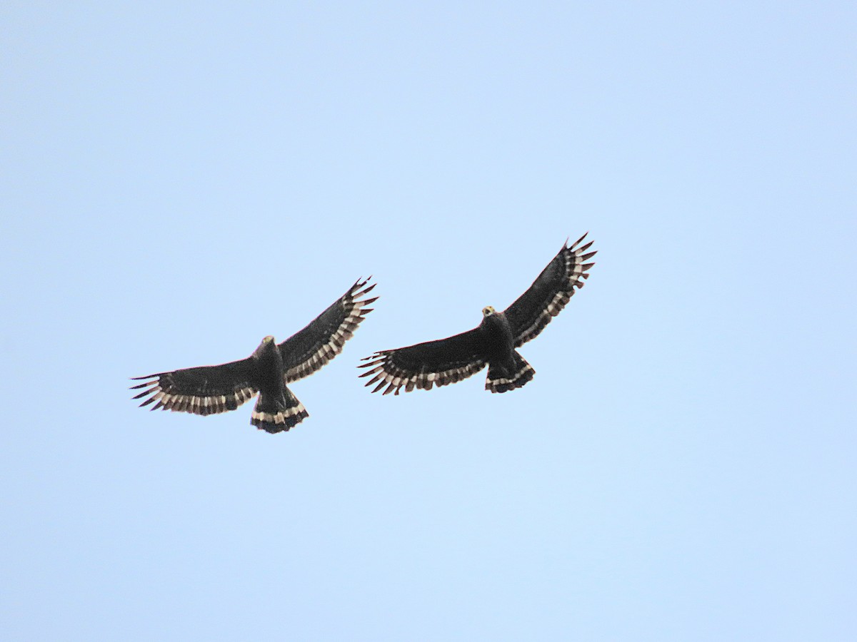 Philippine Serpent-Eagle - ML639907332