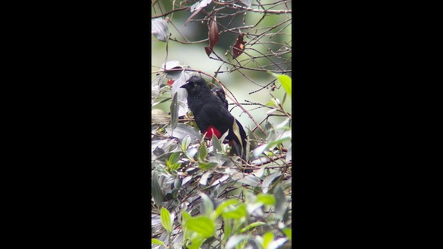 Red-bellied Grackle - ML639907421