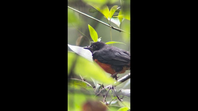 Red-bellied Grackle - ML639907444