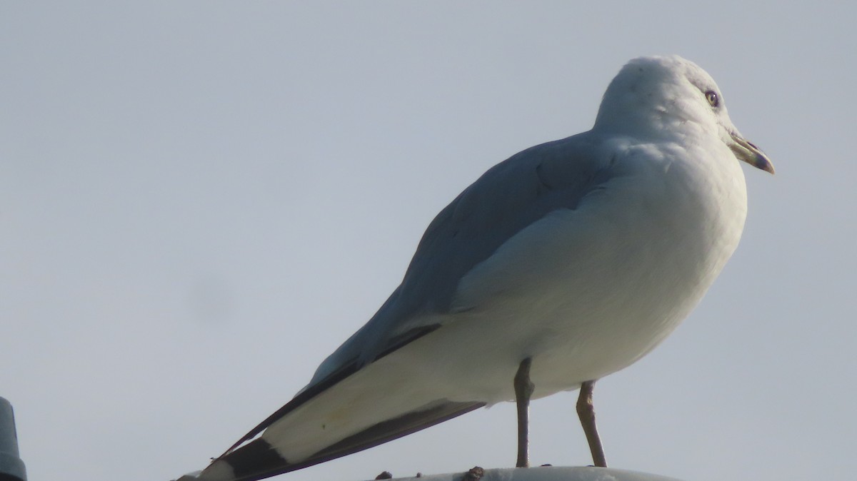 Ring-billed Gull - ML639907578