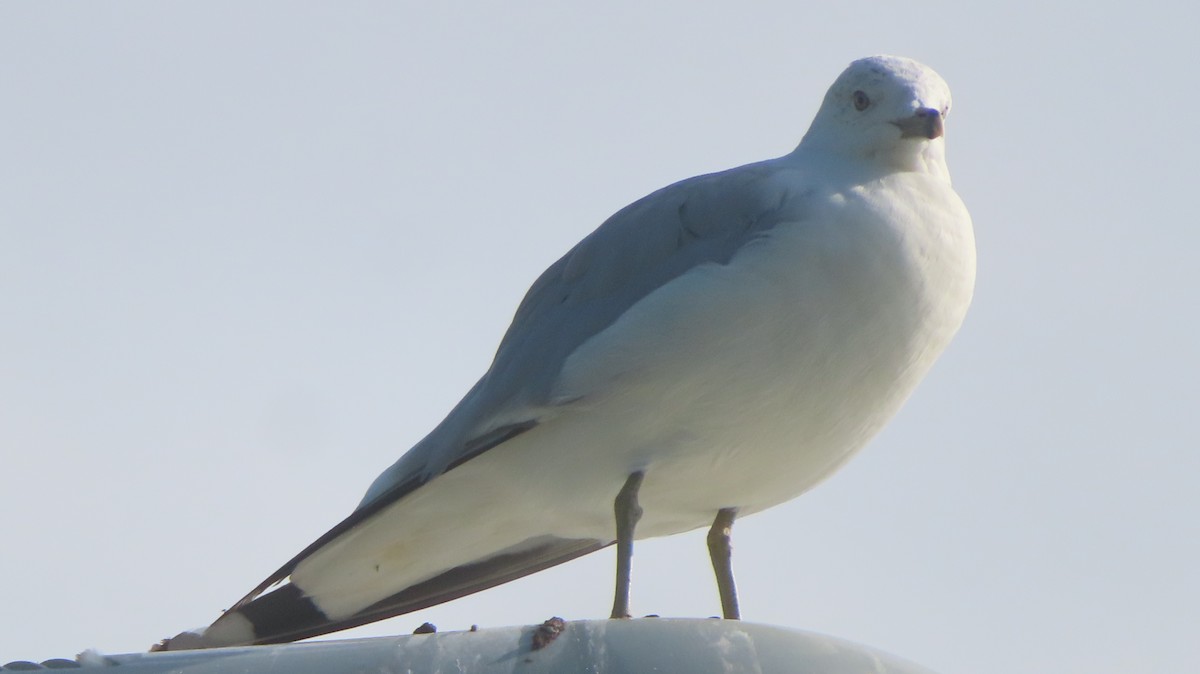 Ring-billed Gull - ML639907579