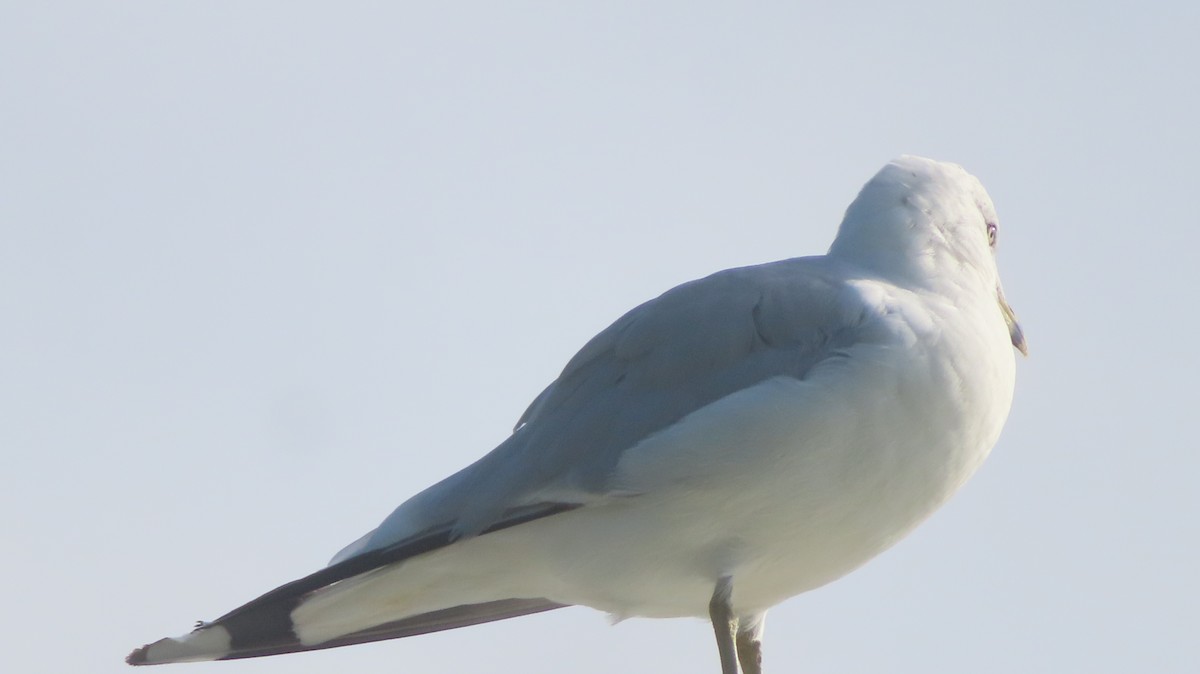 Ring-billed Gull - ML639907582