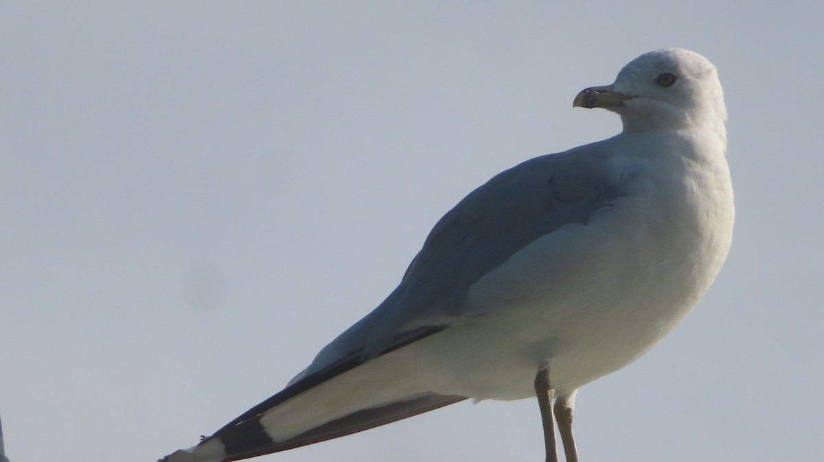 Ring-billed Gull - ML639907587