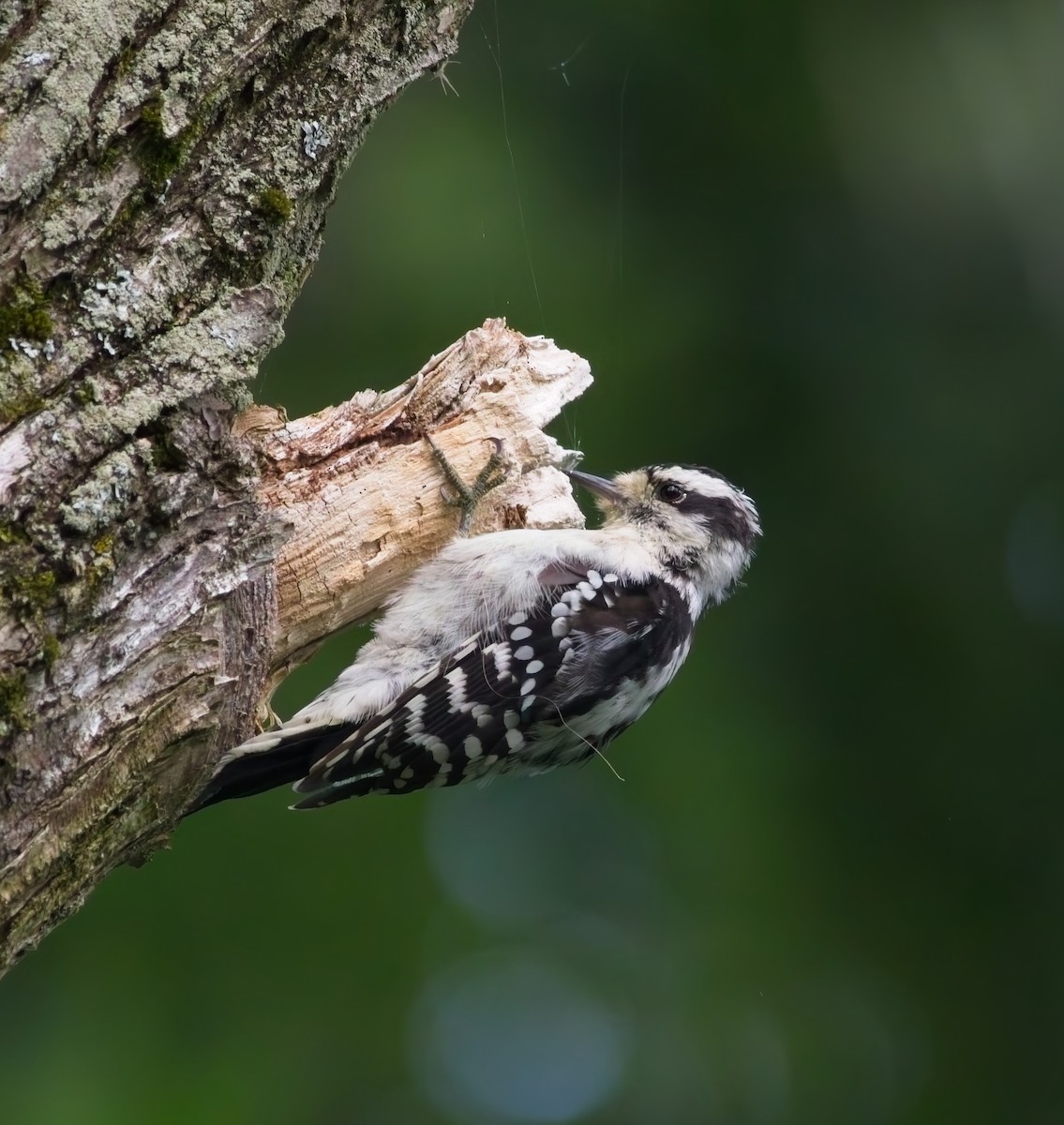 Downy Woodpecker - ML639907588