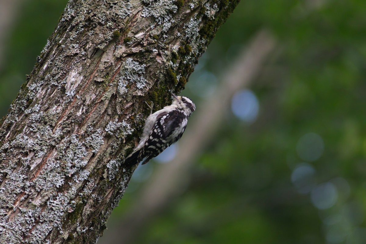 Downy Woodpecker - ML639907590