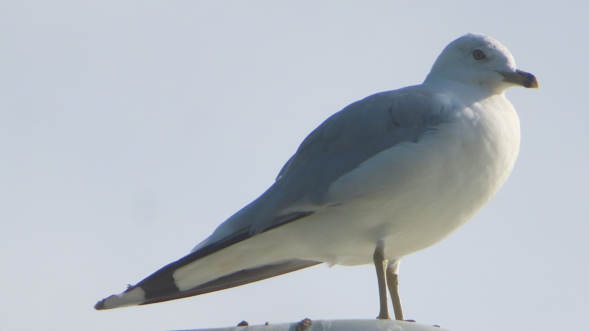 Ring-billed Gull - ML639907595