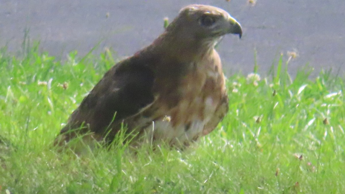 Red-tailed Hawk - ML639907609