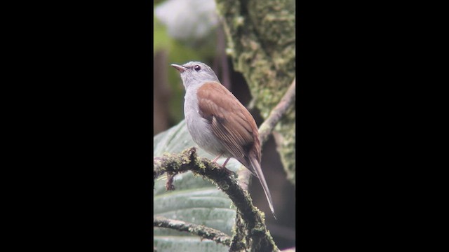 Andean Solitaire - ML639907686