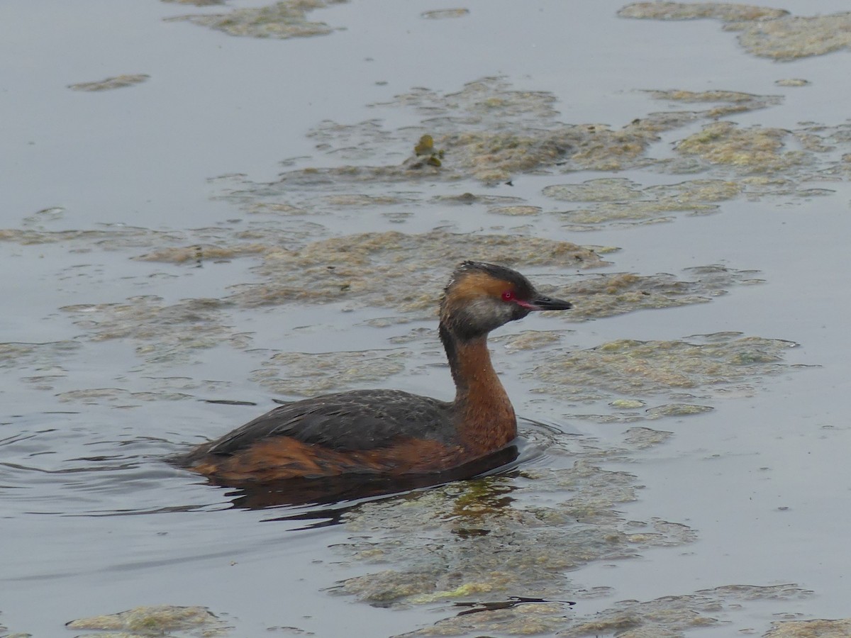 Horned Grebe - ML639907688