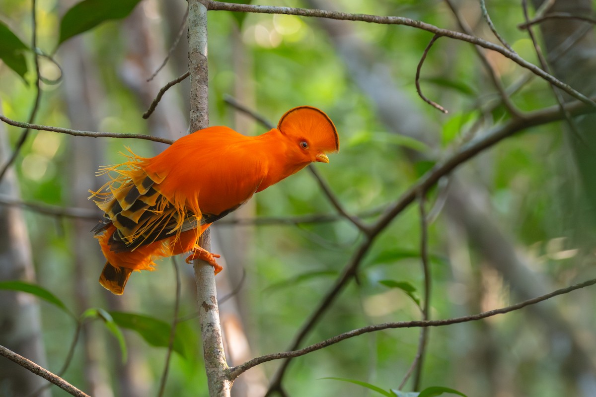 Guianan Cock-of-the-rock - ML639907697