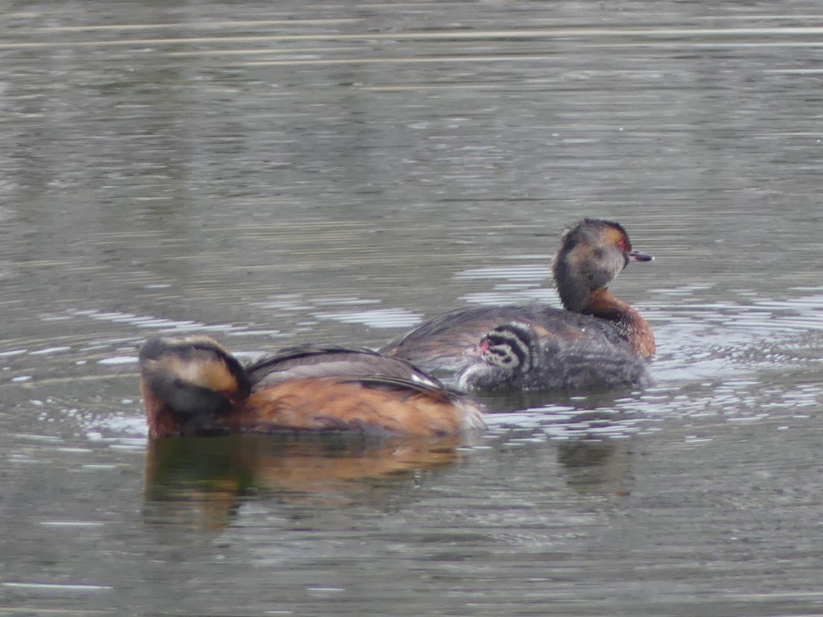 Horned Grebe - ML639907710