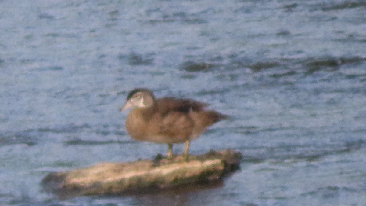 Canard branchu - ML639907713