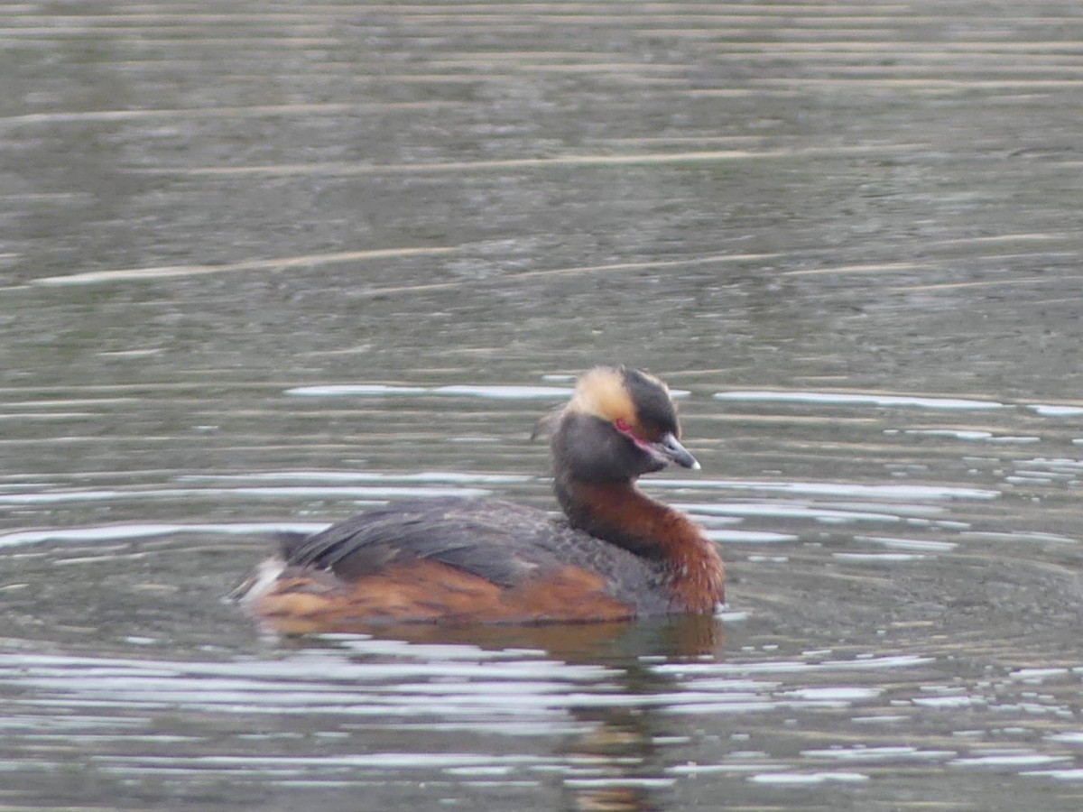 Horned Grebe - ML639907727