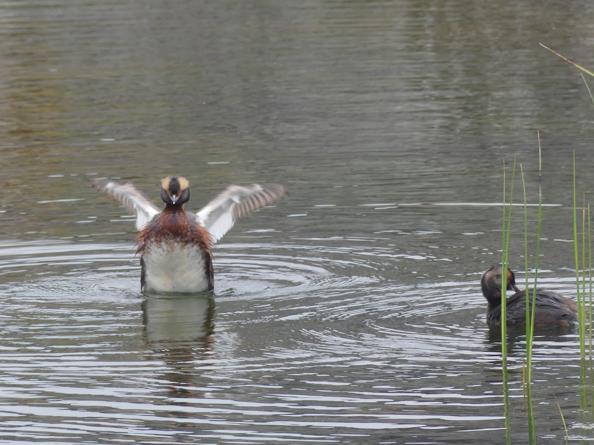 Horned Grebe - ML639907734
