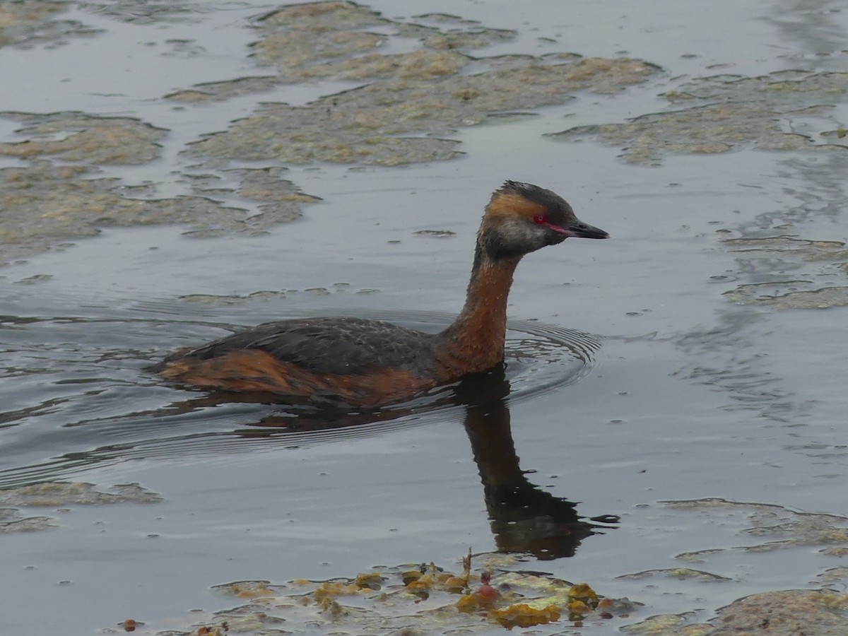 Horned Grebe - ML639907764