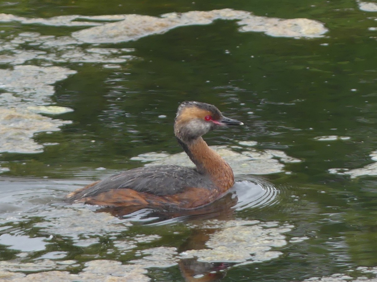 Horned Grebe - ML639907792