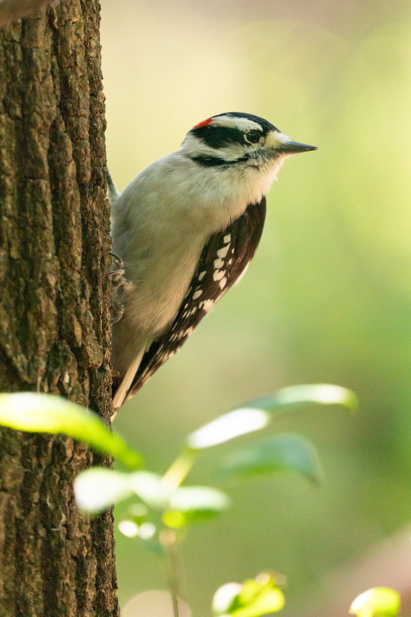 Downy Woodpecker - ML639907805